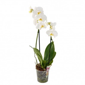 Орхидея фаленопсис 60 см. 