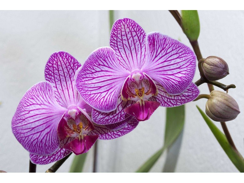 Орхидеи: кому и когда их дарят?
